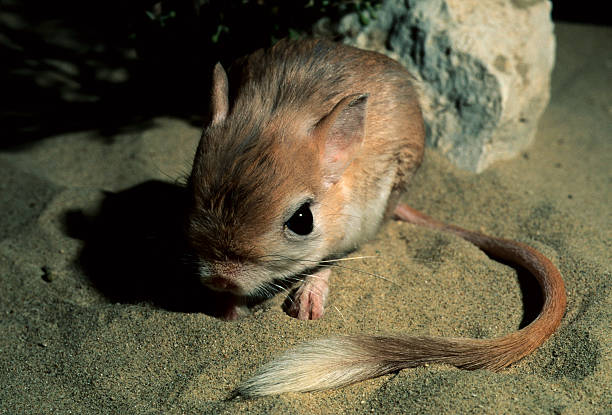 Jerboa