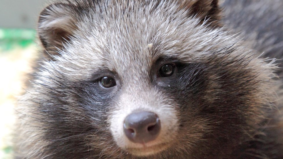 Raccoon Dog