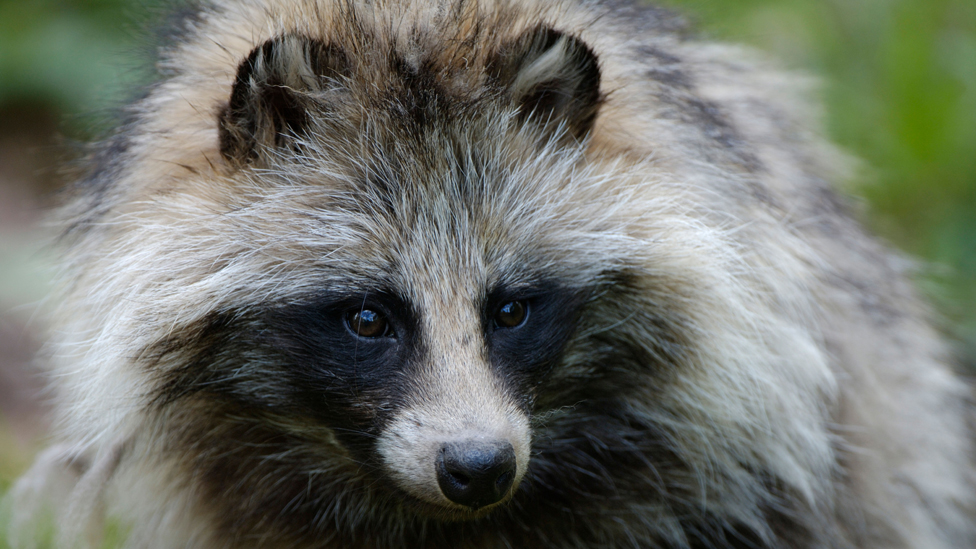 Raccoon Dog