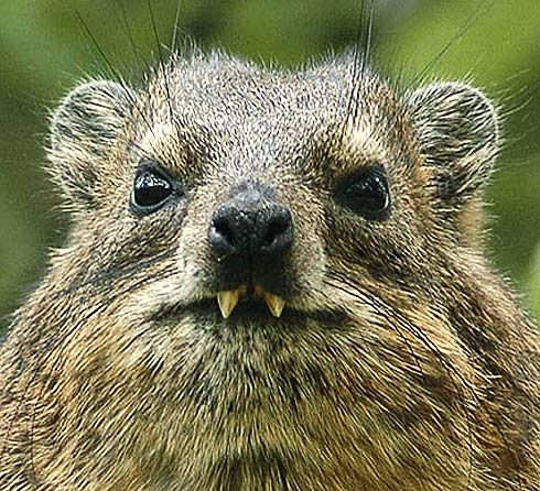 Hyraxes