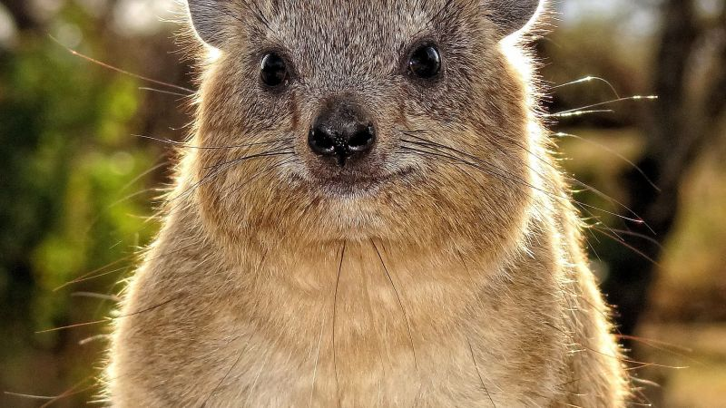 Hyraxes