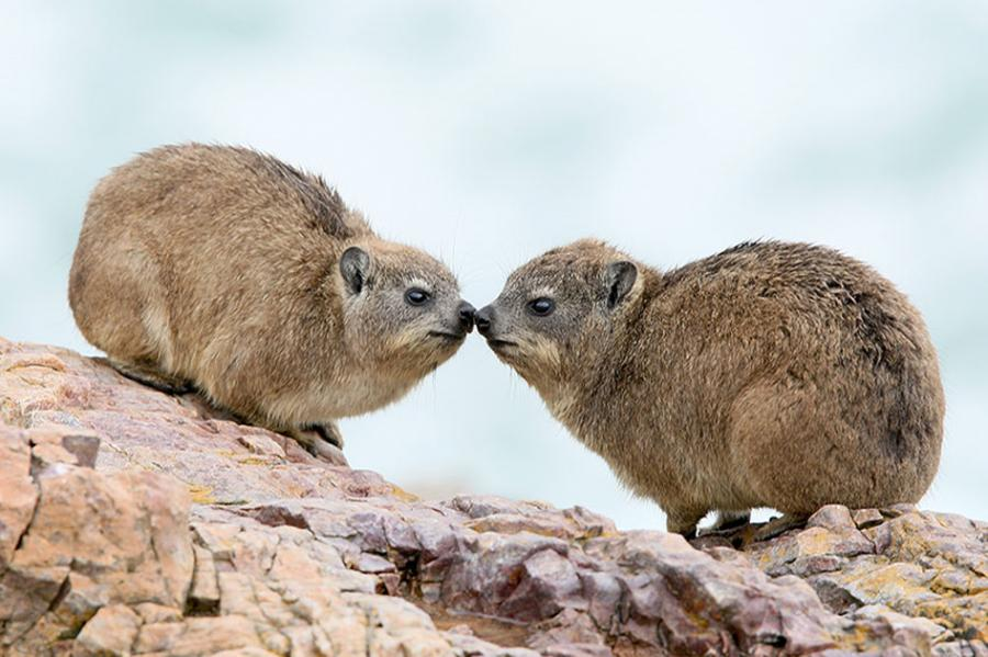 Hyraxes