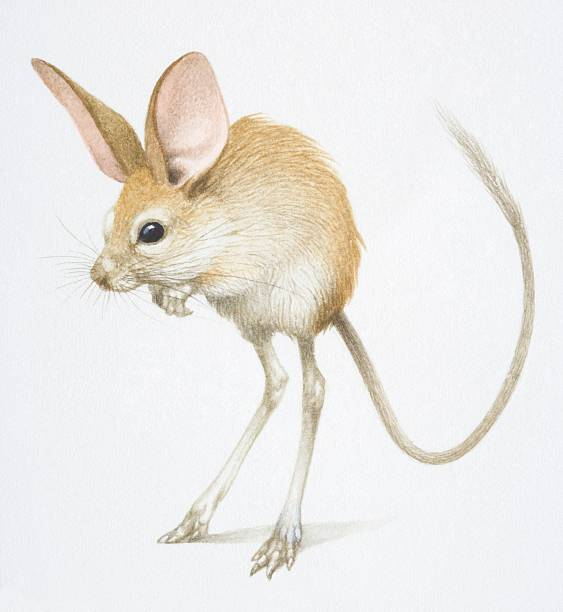 Jerboa