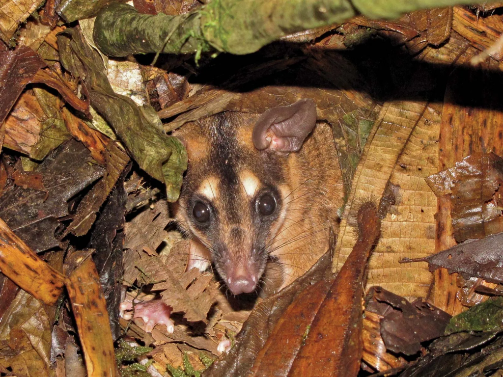 Four-Eyed Opossum