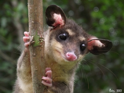 Four-Eyed Opossum