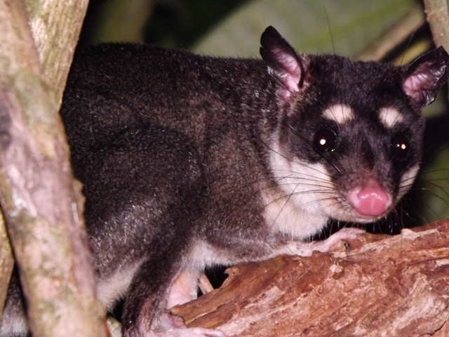 Four-Eyed Opossum