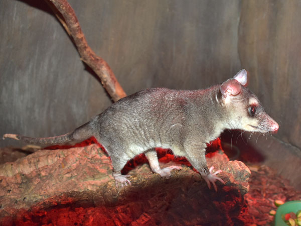 Four-Eyed Opossum