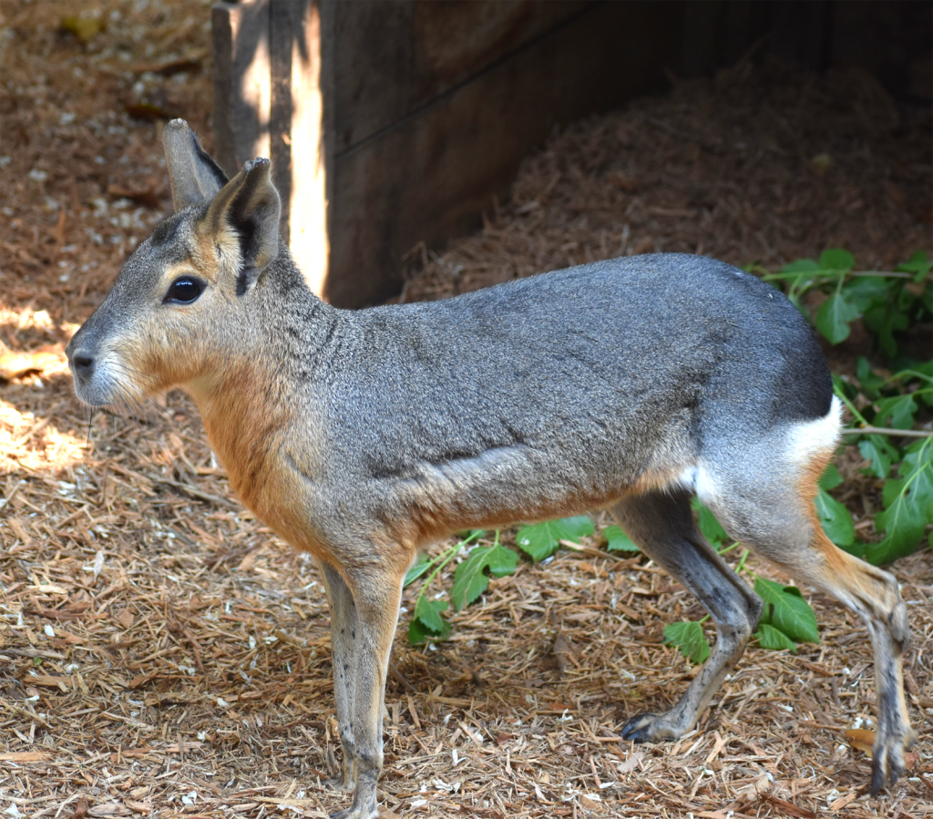 Patagonian Mara