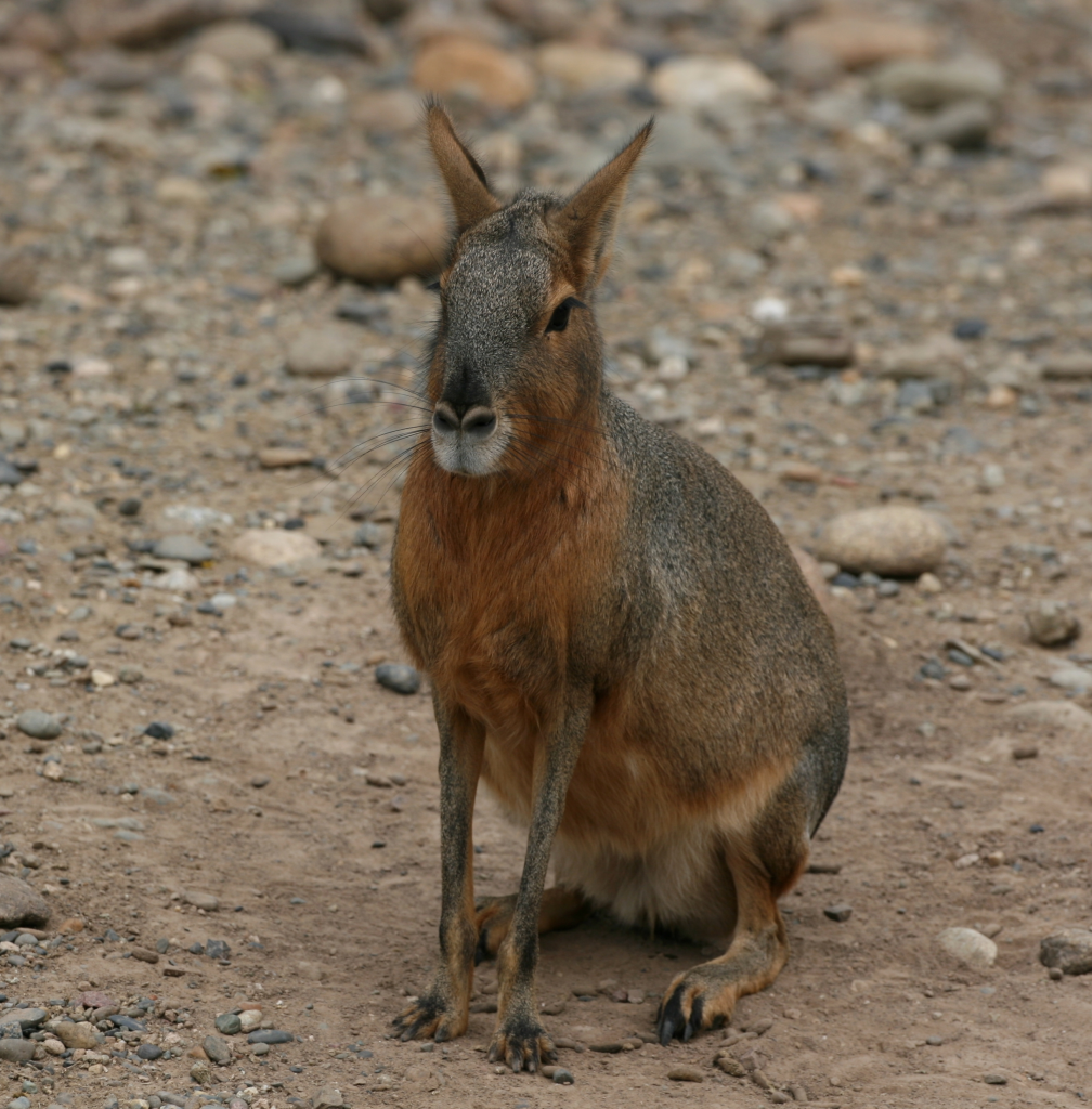 Patagonian Mara