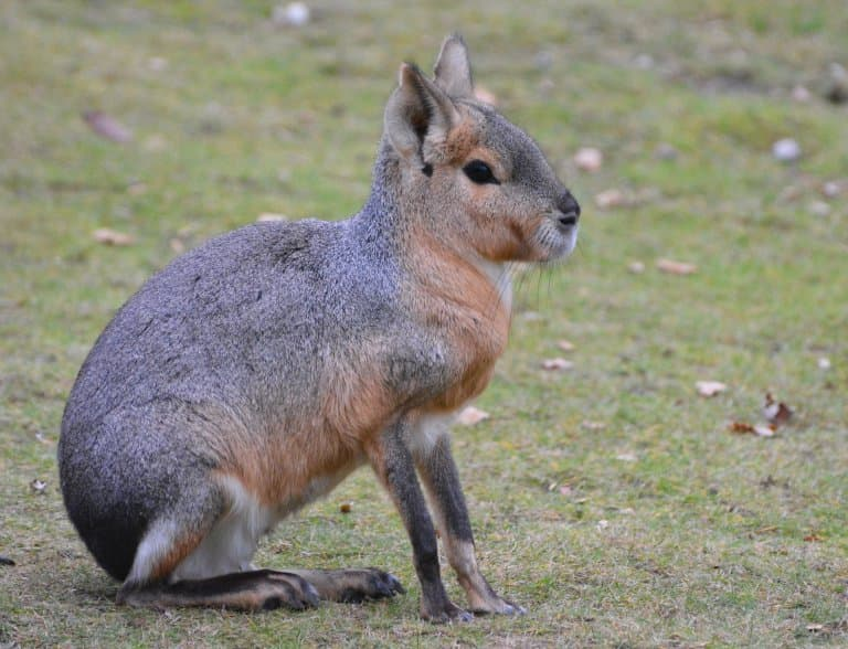 Patagonian Mara