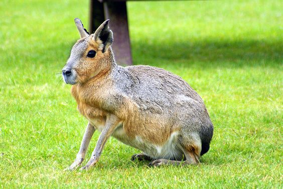 Patagonian Mara