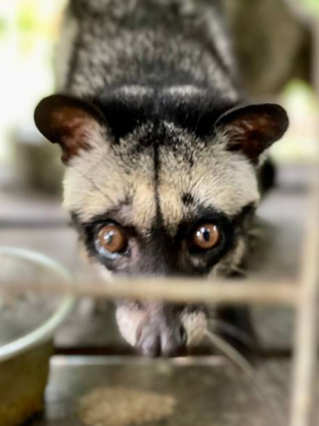 Asian Palm Civet