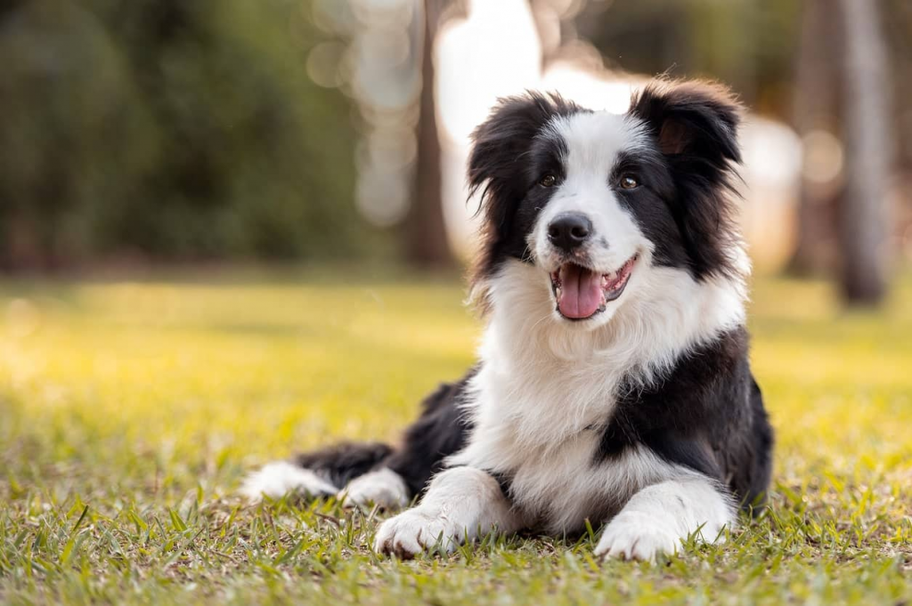 Best Breeds of Dogs For Families With Children