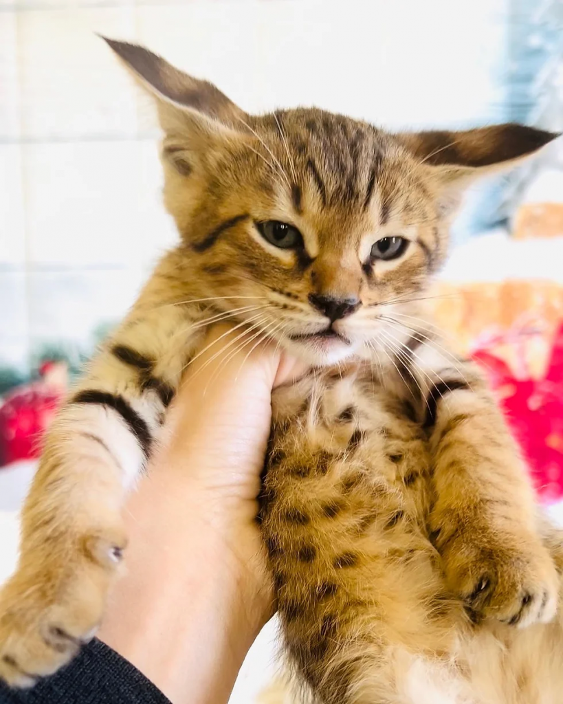 Savannah Cats