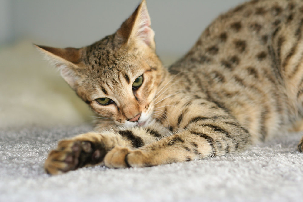 Savannah Cats