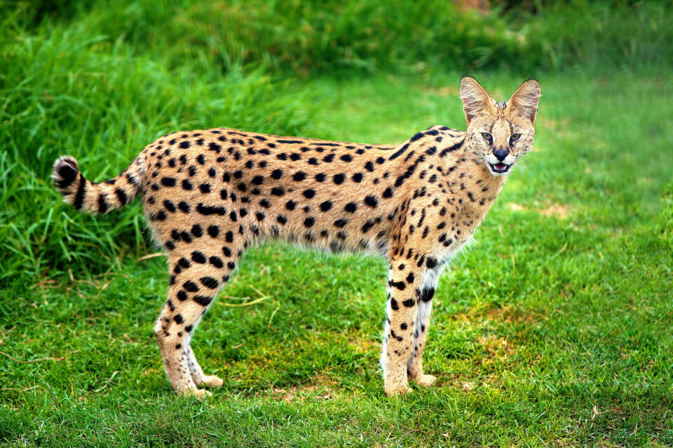 Savannah Cats