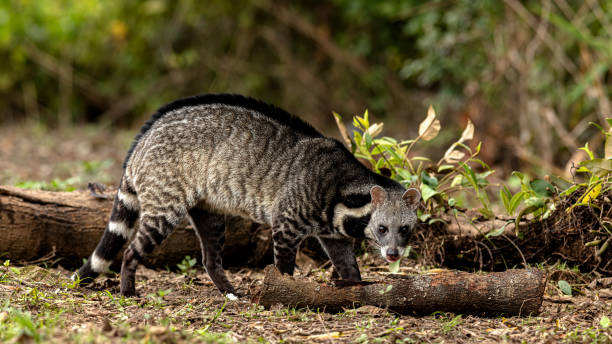 Asian Palm Civet