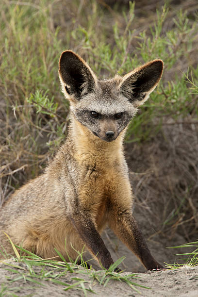 Bat Eared Fox