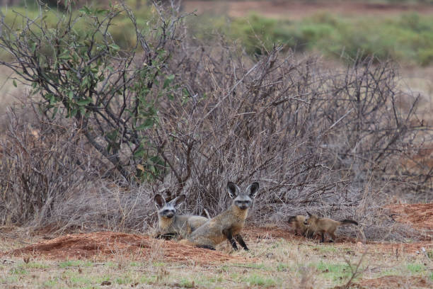 Bat Eared Fox