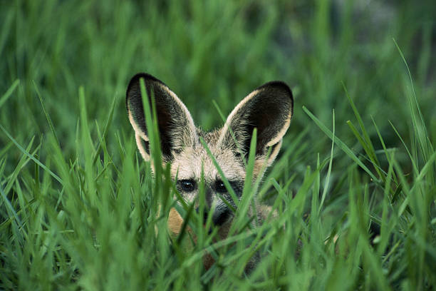 Bat Eared Fox