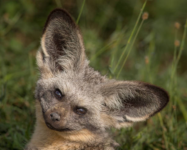 Bat Eared Fox