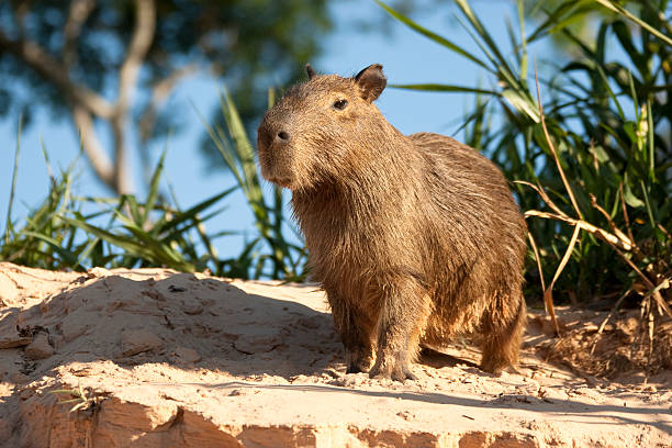 Capybara