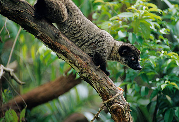 Asian Palm Civet