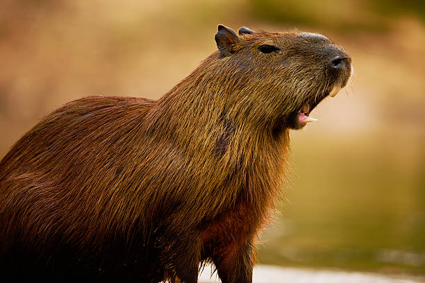 Capybara