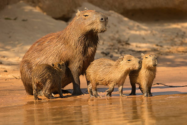 Capybara