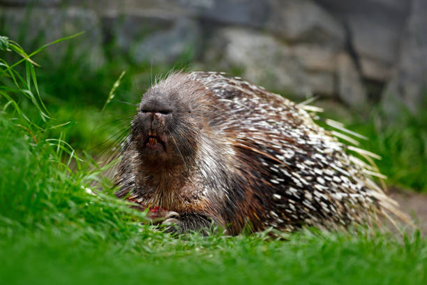 Palawan Porcupine