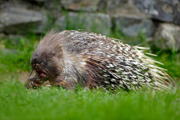 Palawan Porcupine