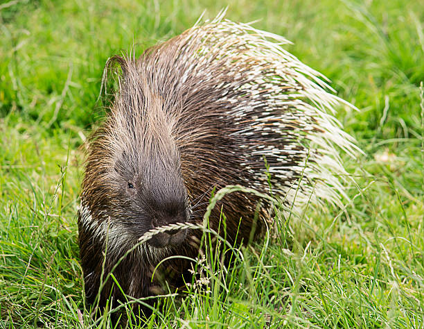 Palawan Porcupine