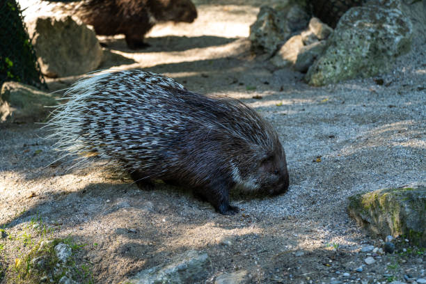 Palawan Porcupine