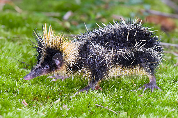 Tenrec