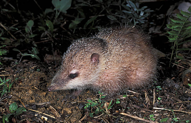 Tenrec