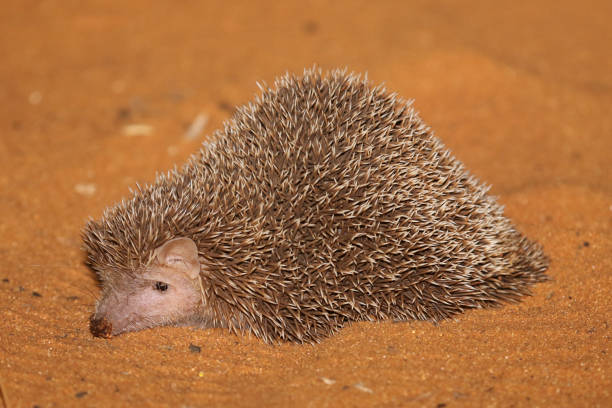 Tenrec