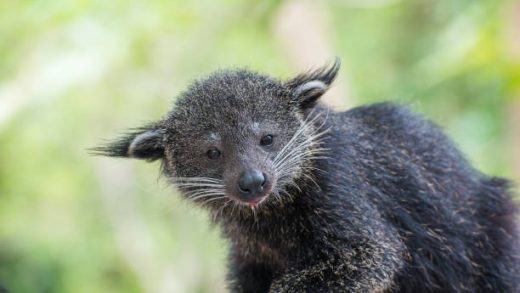 Palawan Porcupine