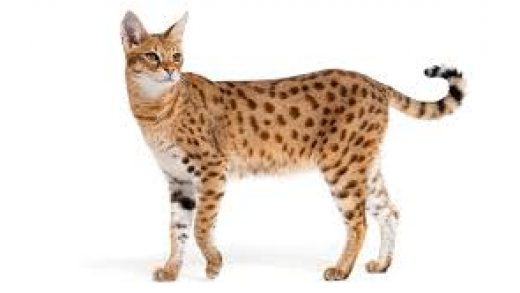 Savannah Cats