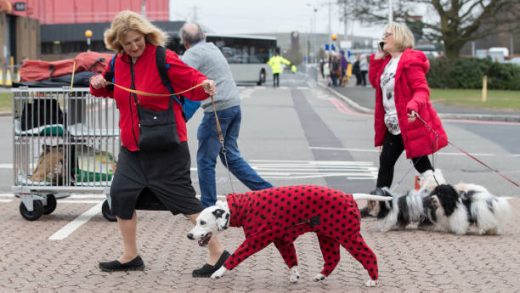 Pet Fashion