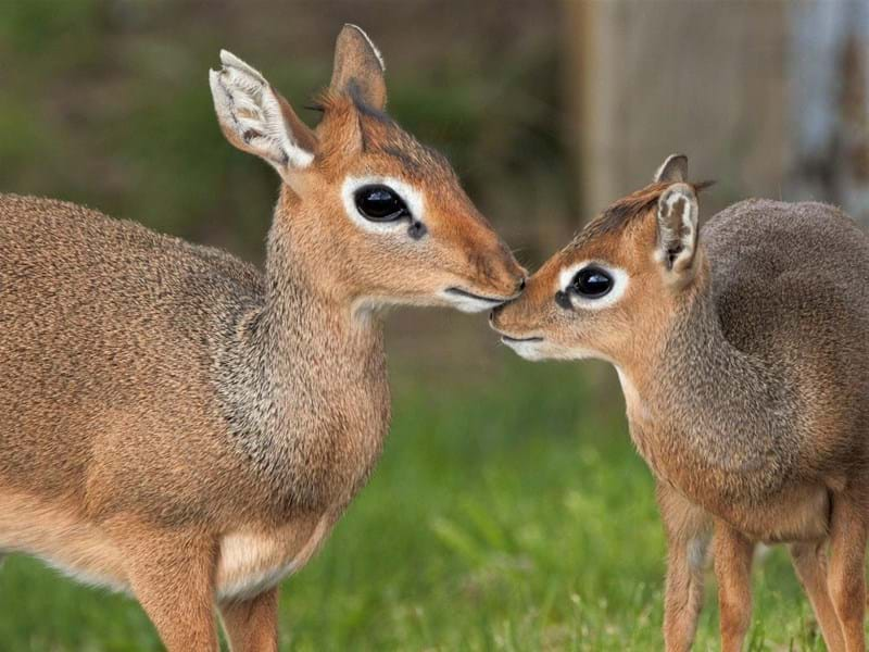 Dik-Dik