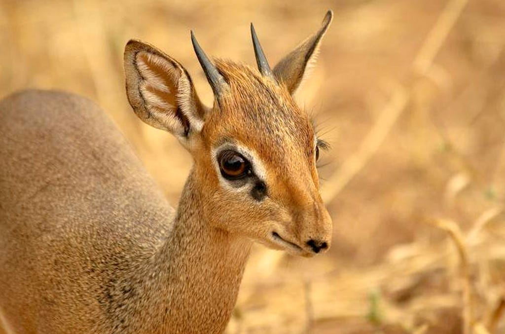 Dik-Dik