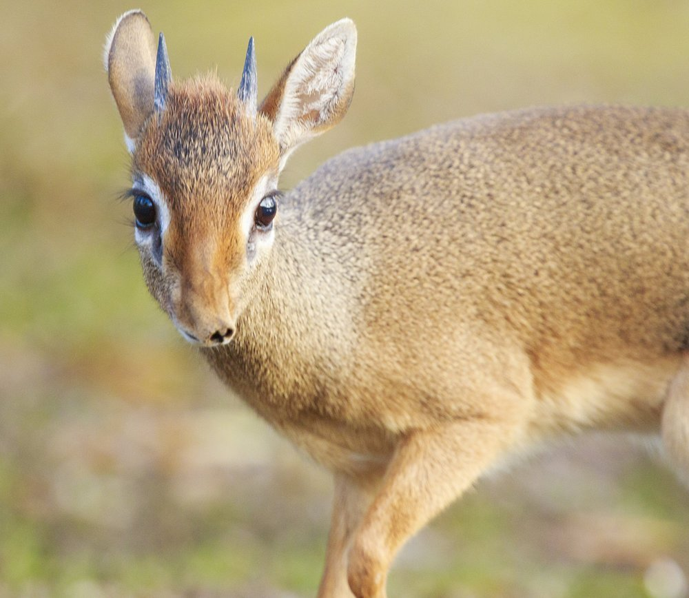 Dik-Dik