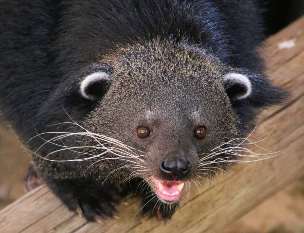 Binturong