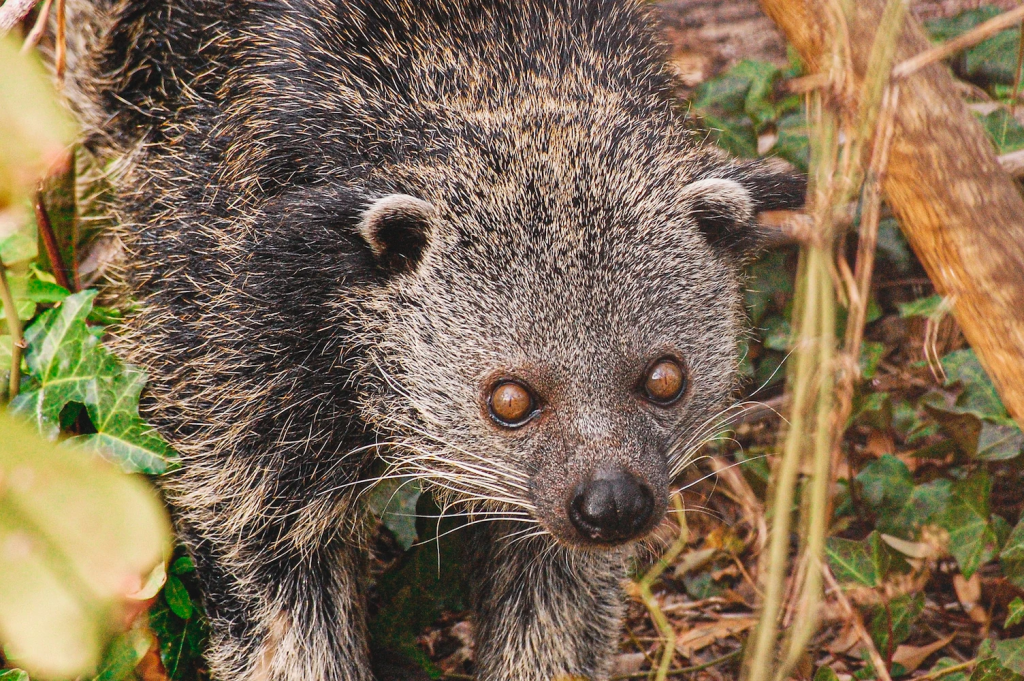 Binturong