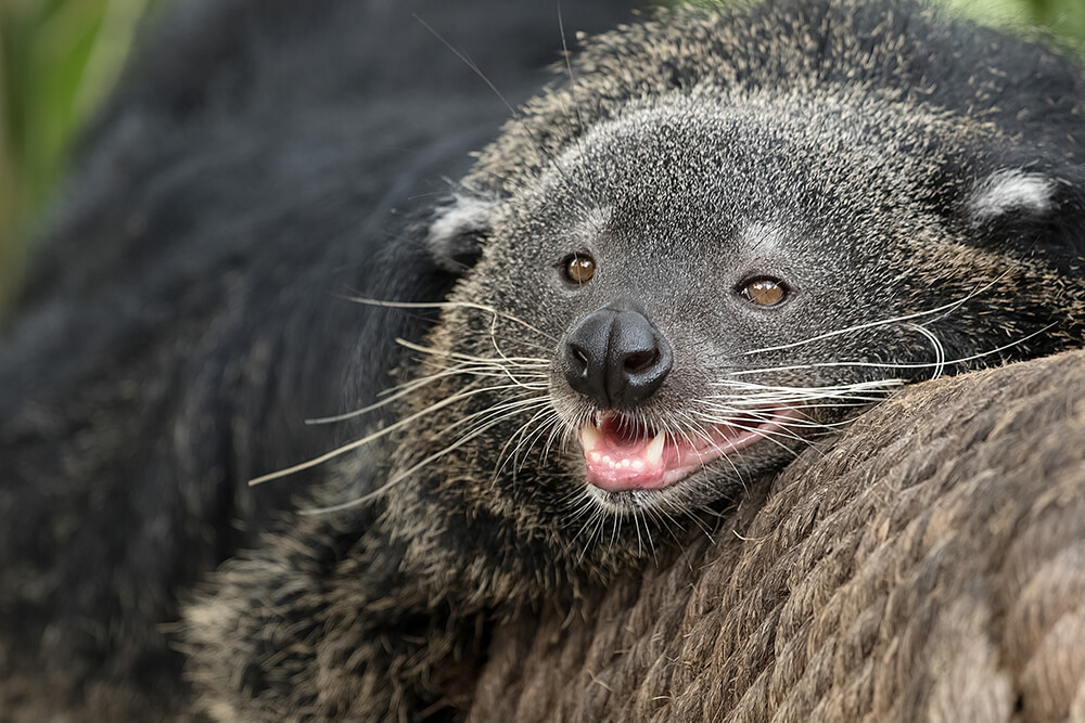 Binturong