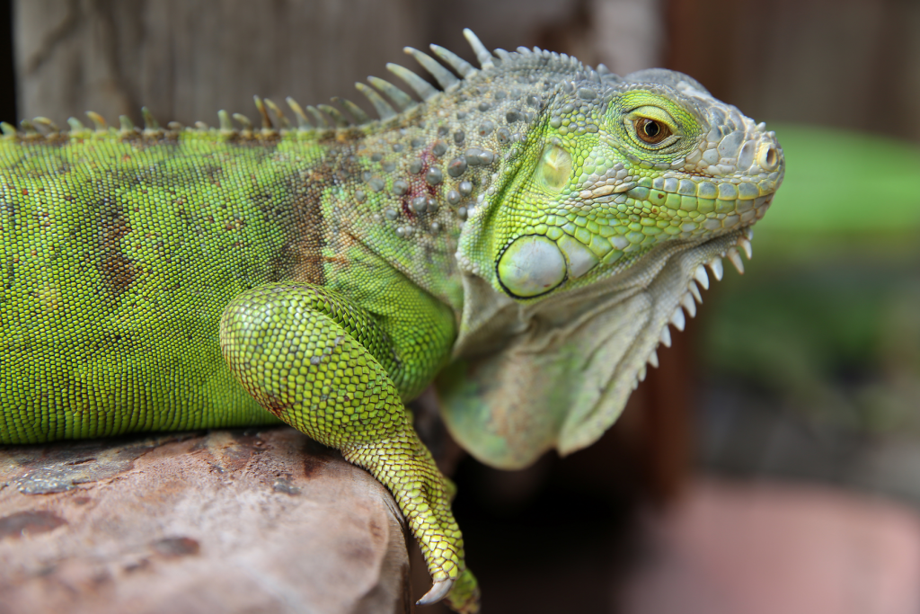 exotic pets (Reptiles)