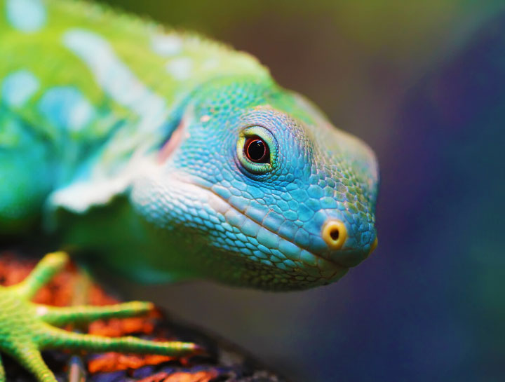 exotic pets (Reptiles)