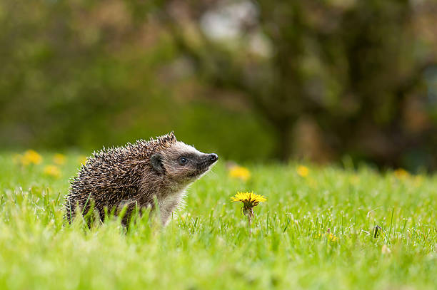 Small Mammal