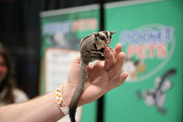 Small Mammal