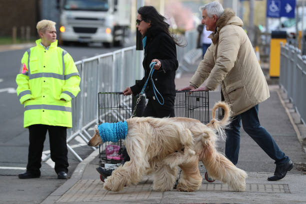 Pet Fashion